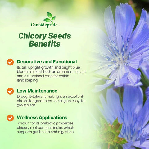 Outsidepride chicory seeds provide forage for livestock in drought-tolerant pastures.