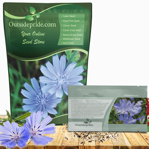 Outsidepride chicory seeds with pastel blue blooms brighten gardens and attract pollinators.