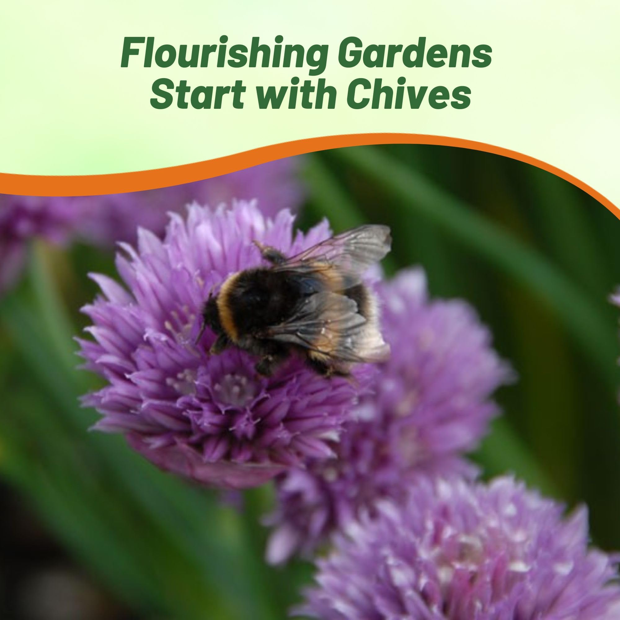 Outsidepride chives used in dishes for mild onion flavor.