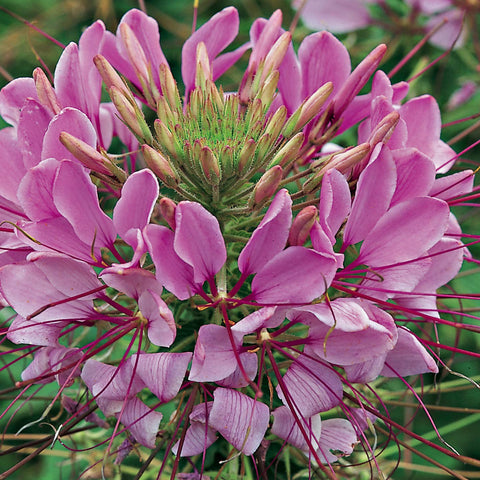 Outsidepride Cleome seeds create cut flowers with airy stems.