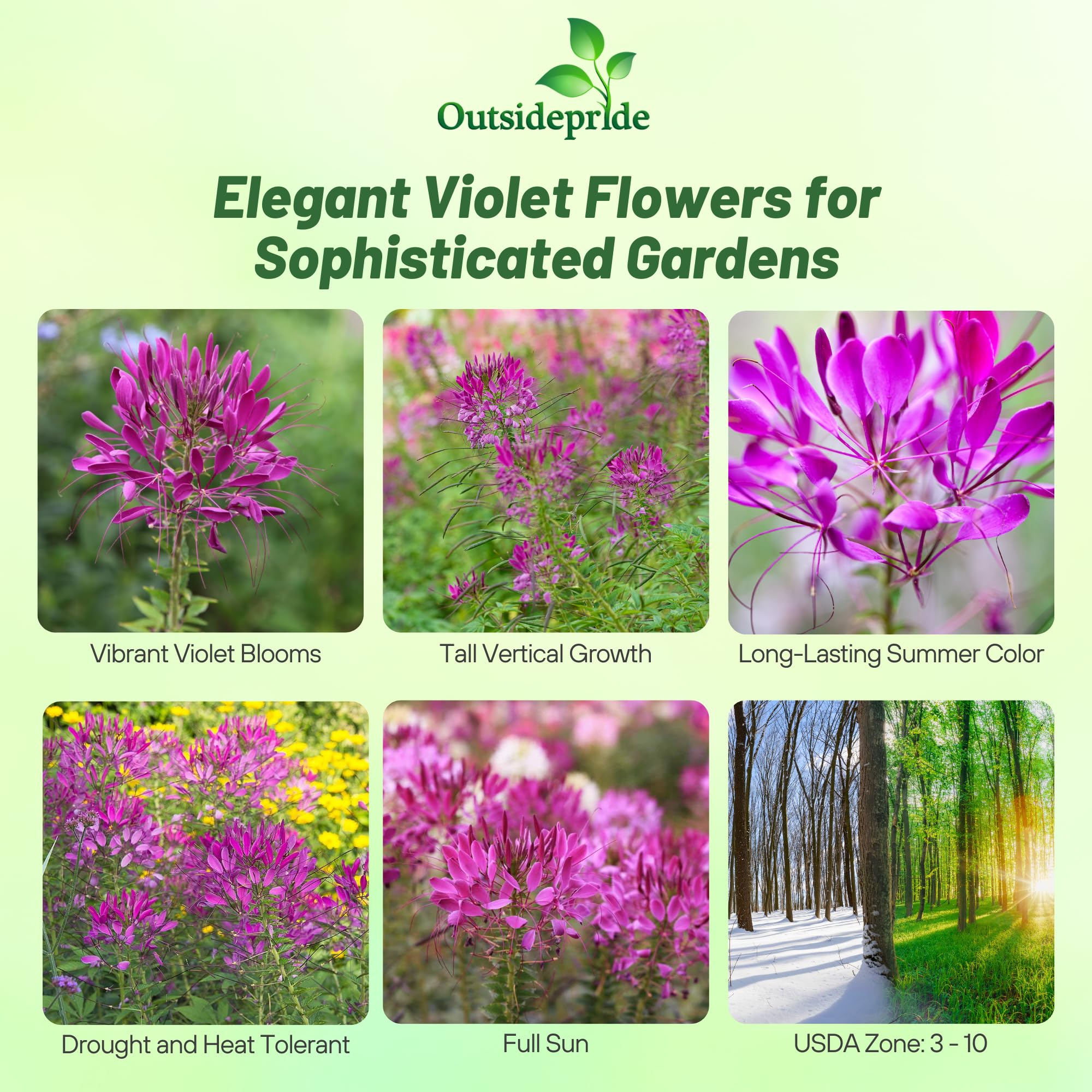 Outsidepride Cleome seeds grow spider flowers that brighten borders.