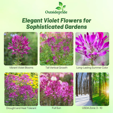Outsidepride Cleome seeds grow spider flowers that brighten borders.