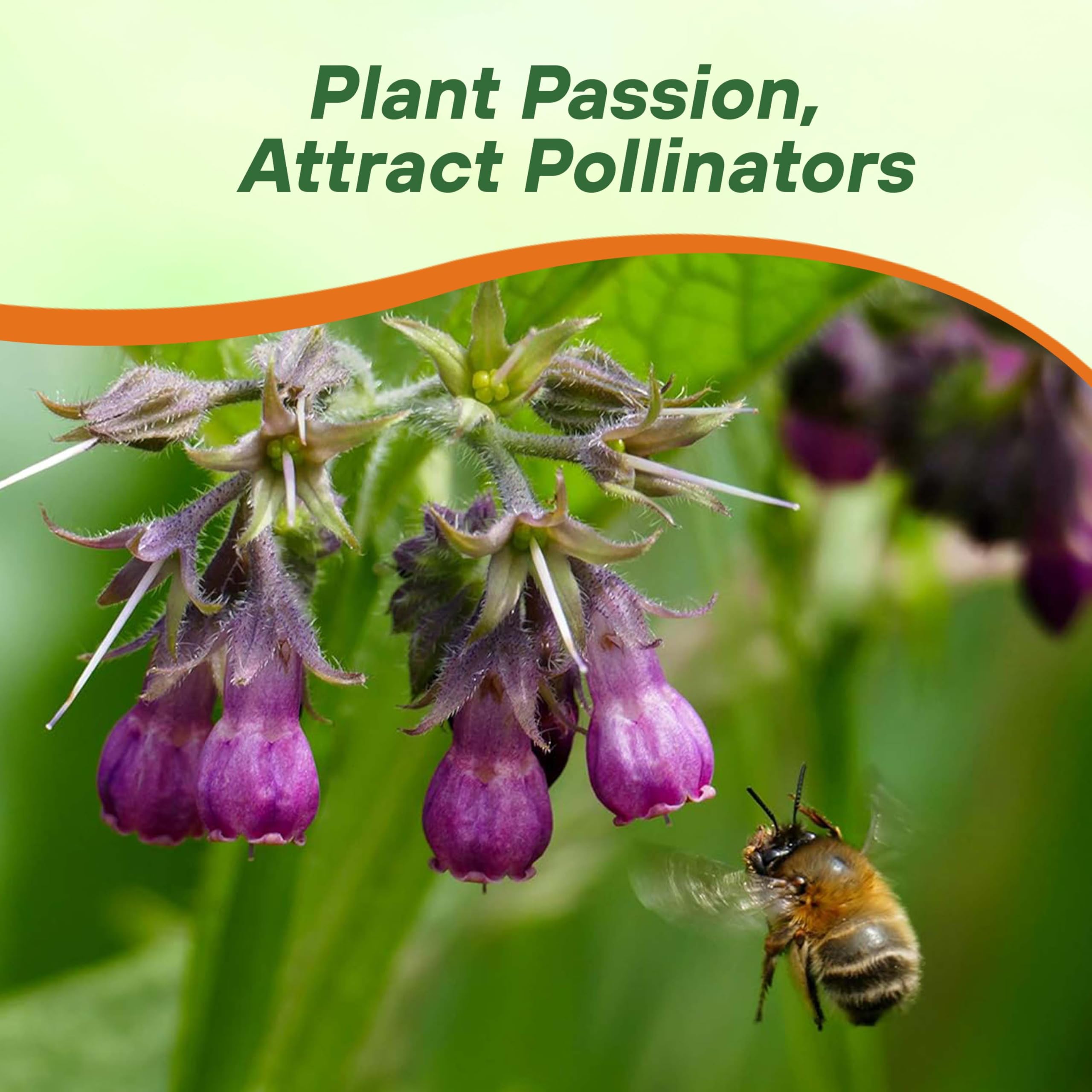 Outsidepride Comfrey Seeds: Deep taproot aids drought tolerance and soil health.