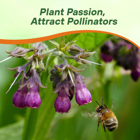 Outsidepride Comfrey Seeds: Deep taproot aids drought tolerance and soil health.