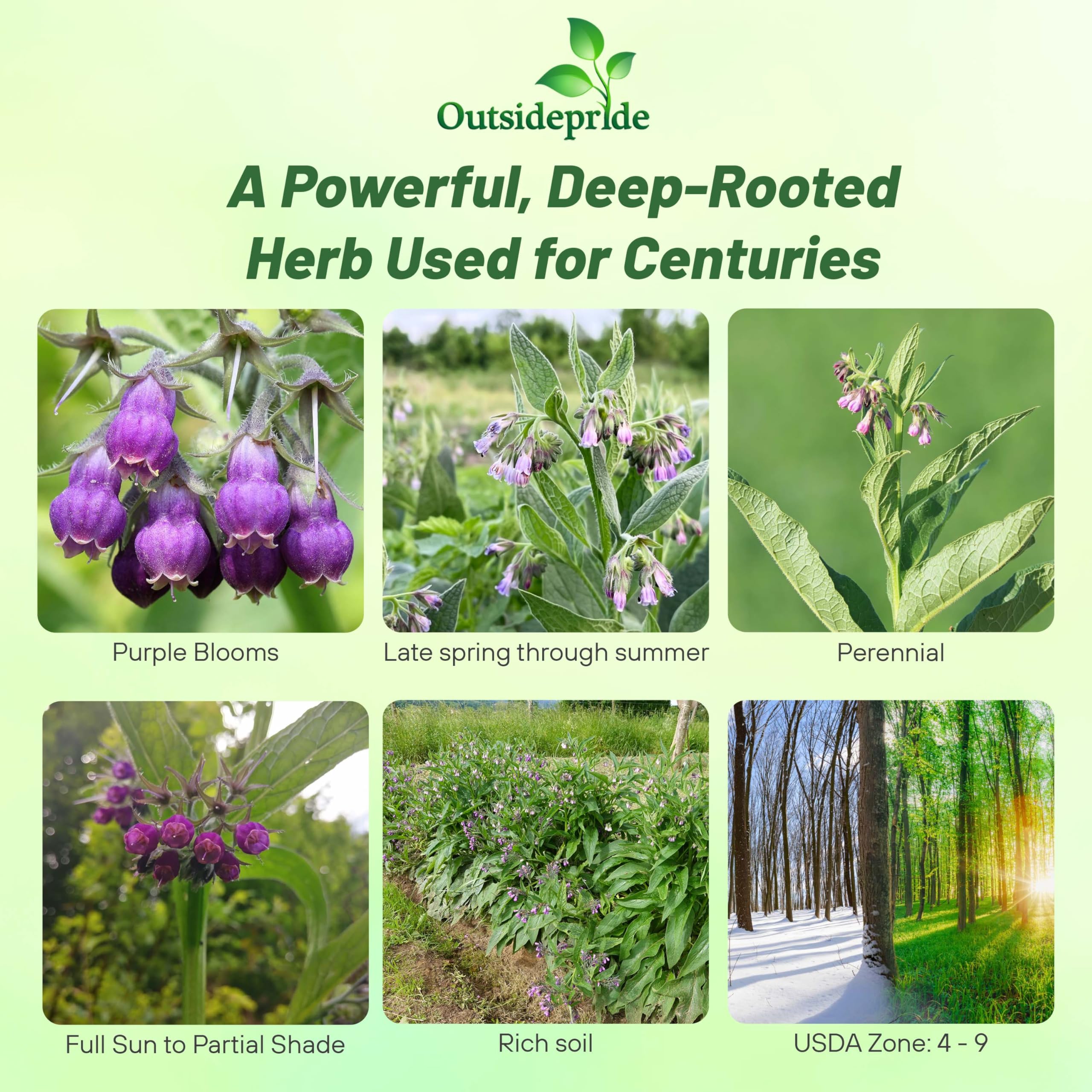 Outsidepride Comfrey Seeds: Perennial plants that return year after year.