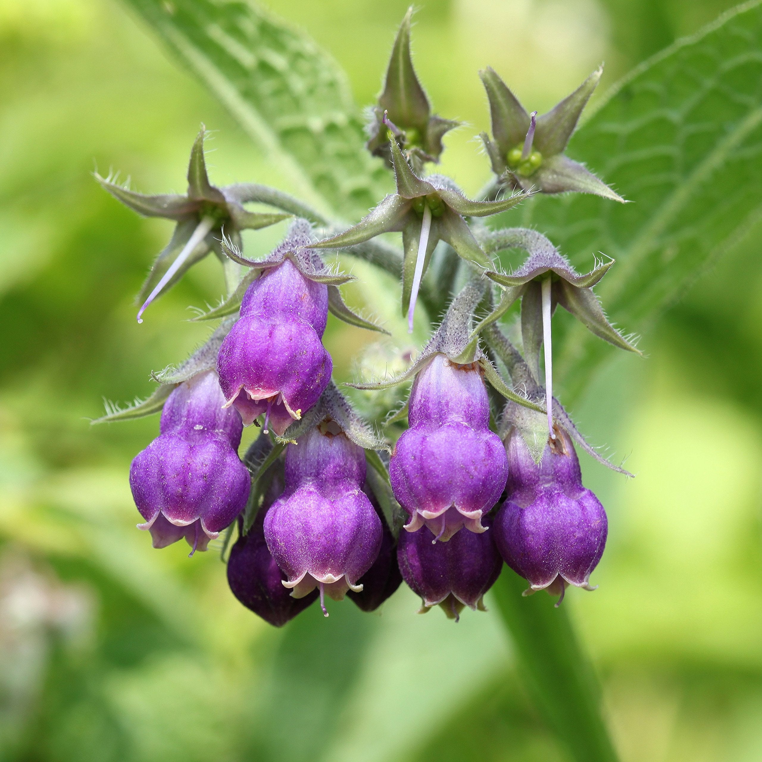 Outsidepride Comfrey Seeds: 100 seed count for reliable garden planning.