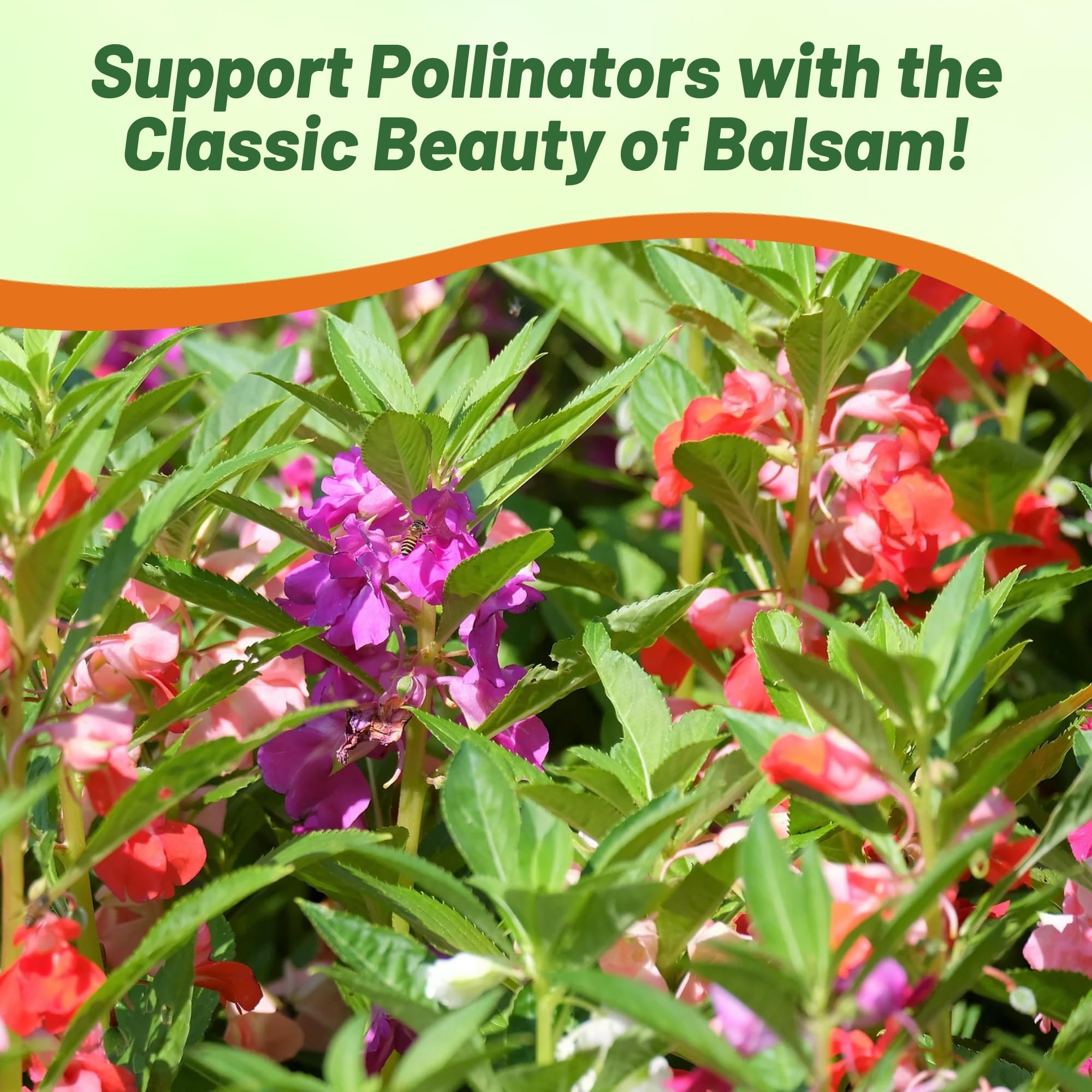 Outsidepride container planting with impatiens adds year-round charm.