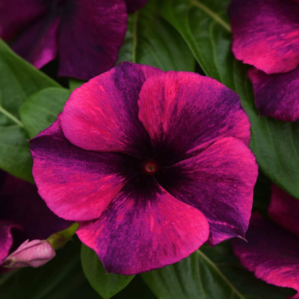 Outsidepride container vinca image depicts a potted plant for bright patio color.