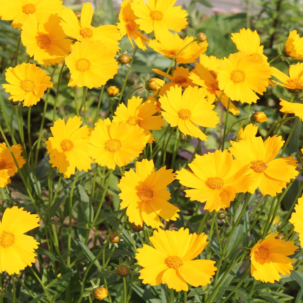 Outsidepride Coreopsis low-maintenance flowers with easy establishment and year-round color.