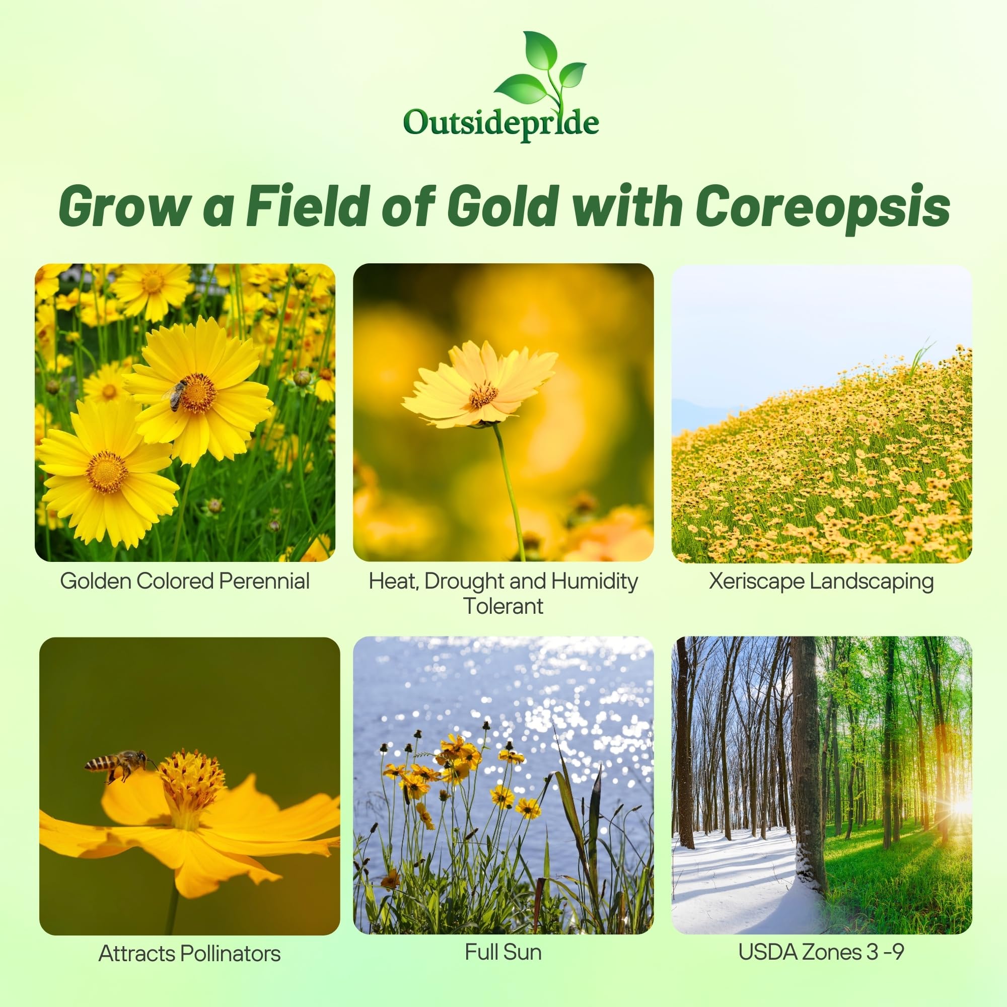 Outsidepride Coreopsis seeds pack with 5,000 seeds for low-maintenance perennial landscapes.