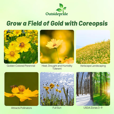 Outsidepride Coreopsis seeds pack with 5,000 seeds for low-maintenance perennial landscapes.