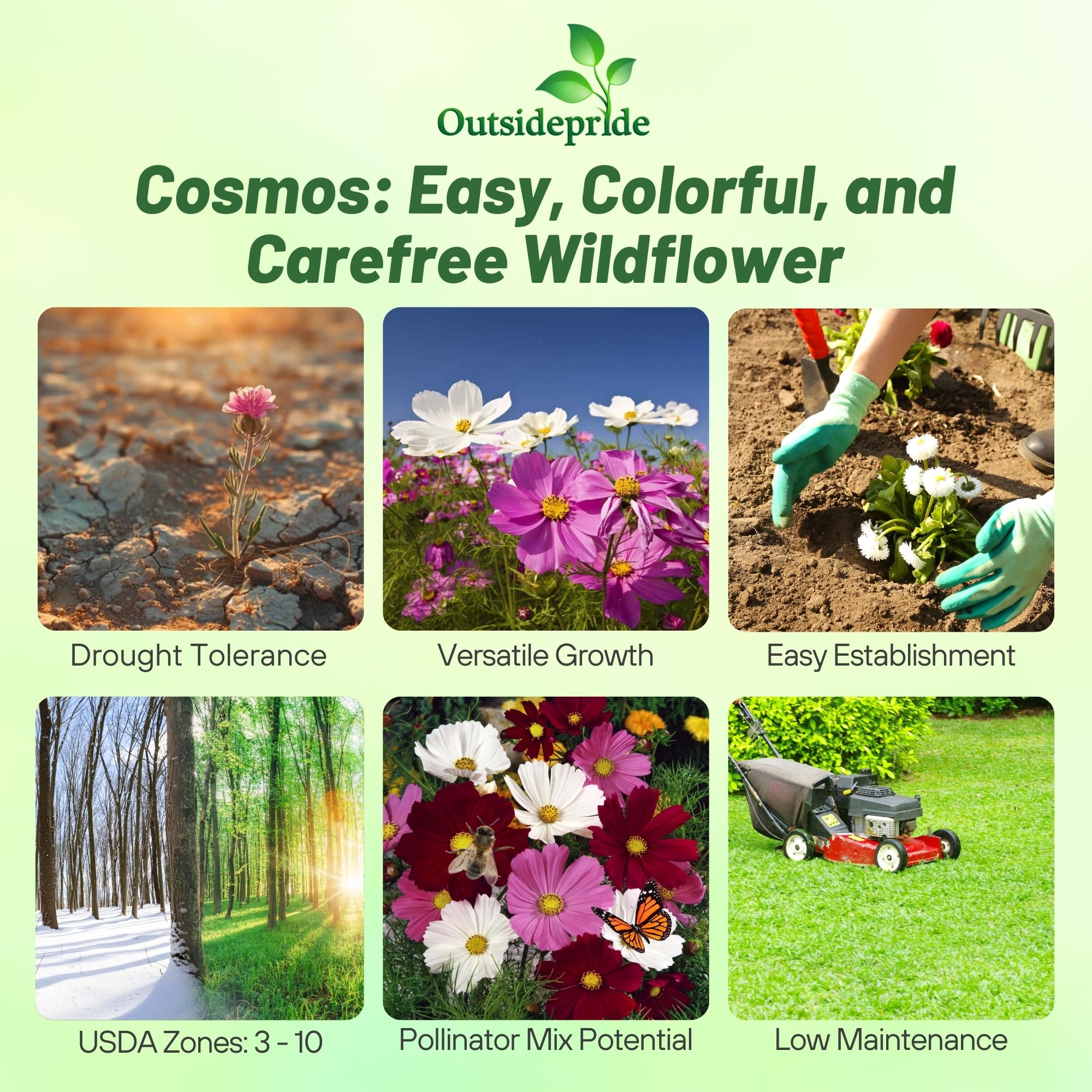 Outsidepride Cosmos Bipinnatus flowers grow tall with vibrant stems for a dramatic backdrop