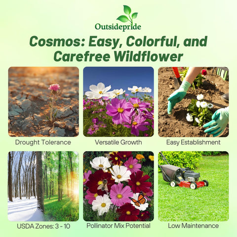 Outsidepride Cosmos Bipinnatus flowers grow tall with vibrant stems for a dramatic backdrop