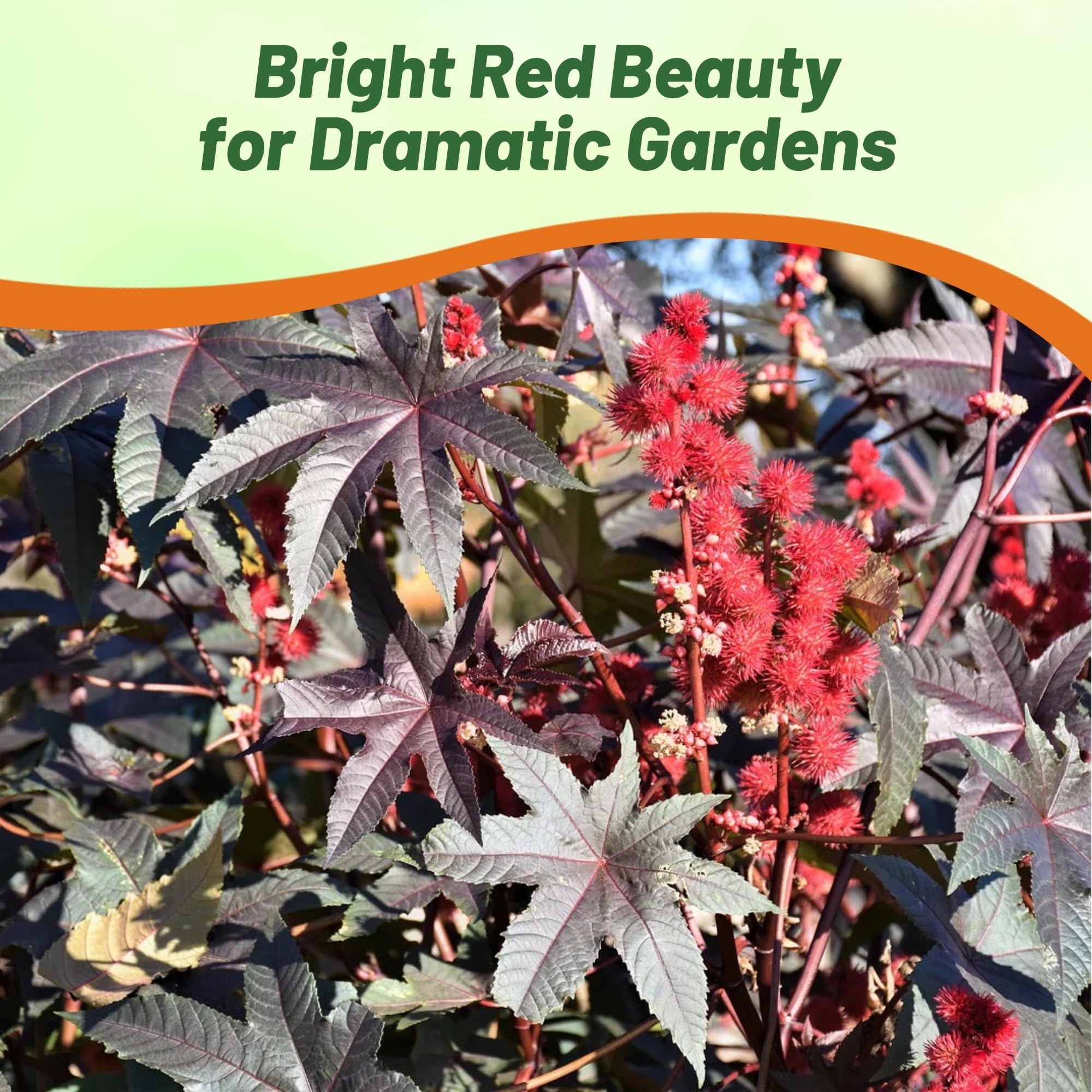 Outsidepride creamy-yellow blooms followed by bold red seed pods