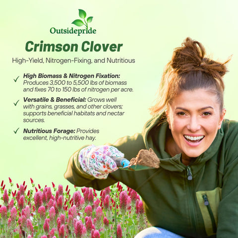 Outsidepride Crimson Clover ground cover in field ready for sowing.