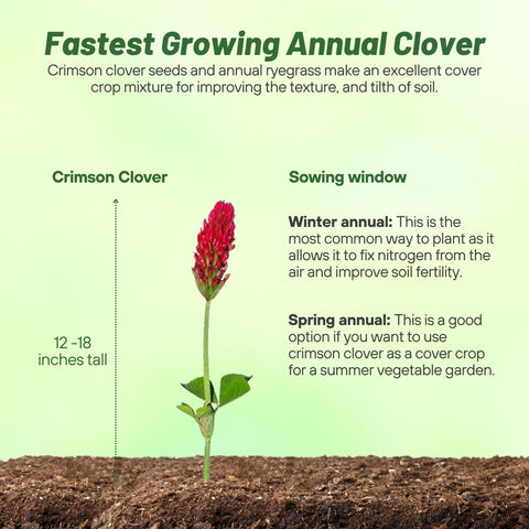 Outsidepride Crimson Clover Seeds 2 lbs ground cover growth suitable for lawns and gardens.