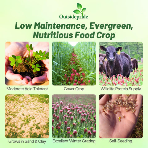 Outsidepride Crimson Clover seeds coated close-up for reliable germination.