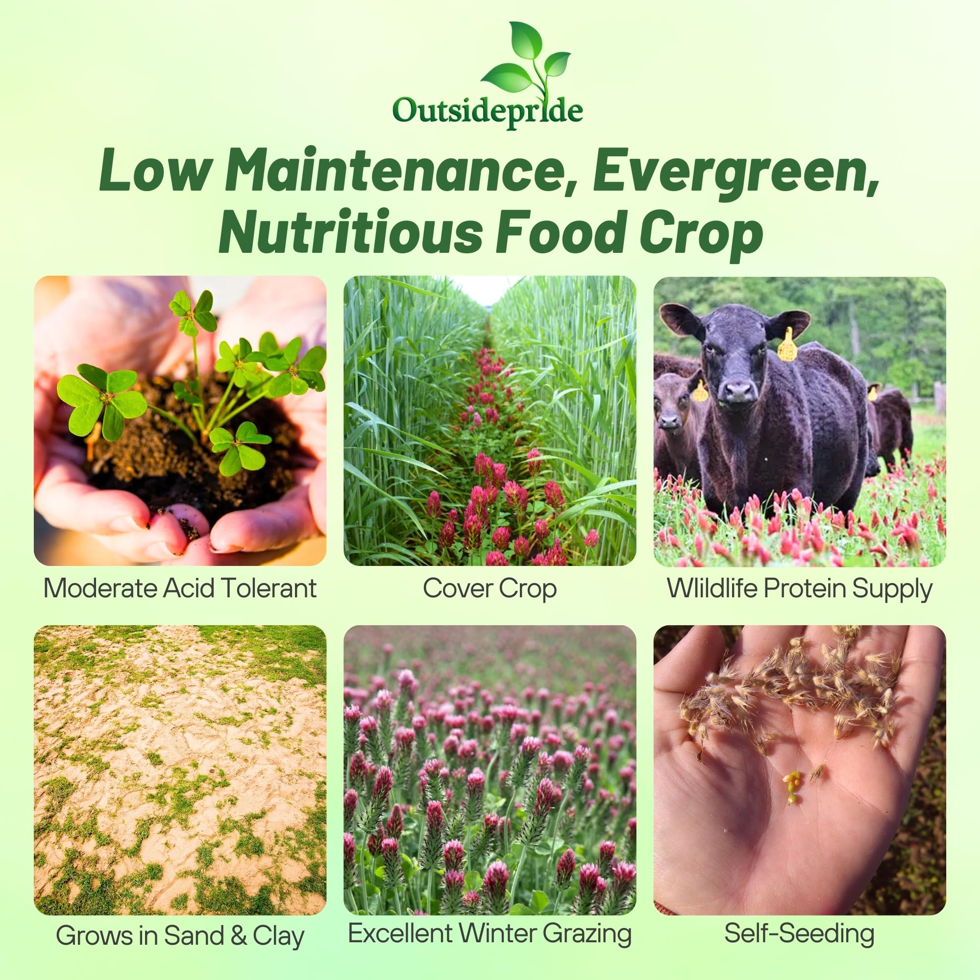 Outsidepride Crimson Clover Seeds lawn-cover-crop show dense ground cover and soil improvement.