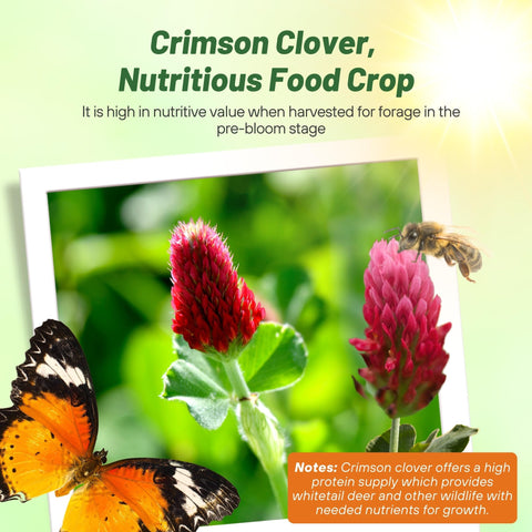 Outsidepride Crimson Clover Seeds with inoculation illustrate easy establishment in diverse soils.