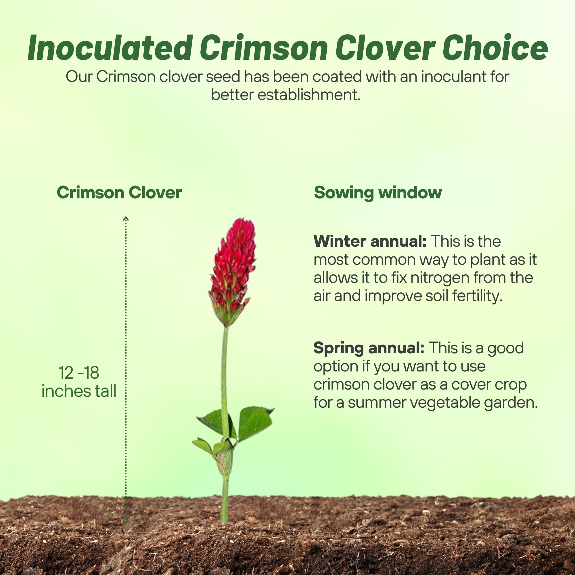 Outsidepride Crimson Clover Seeds pasture-hay image highlights nutrient-rich forage for animals.