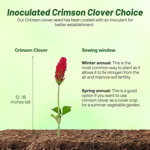 Outsidepride Crimson Clover Seeds pasture-hay image highlights nutrient-rich forage for animals.
