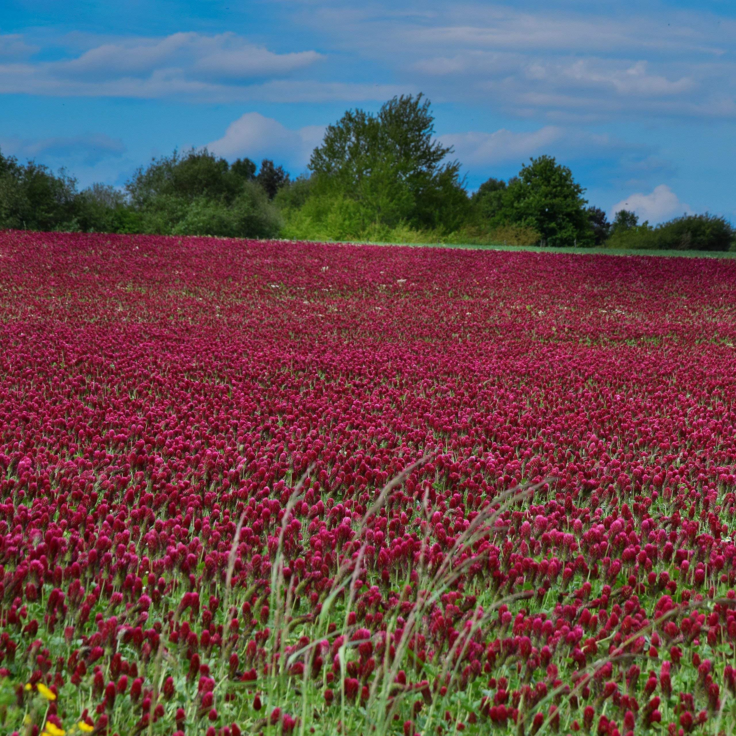 Outsidepride Crimson Clover Seeds wildlife-forage scene highlights attraction for deer and pollinators.