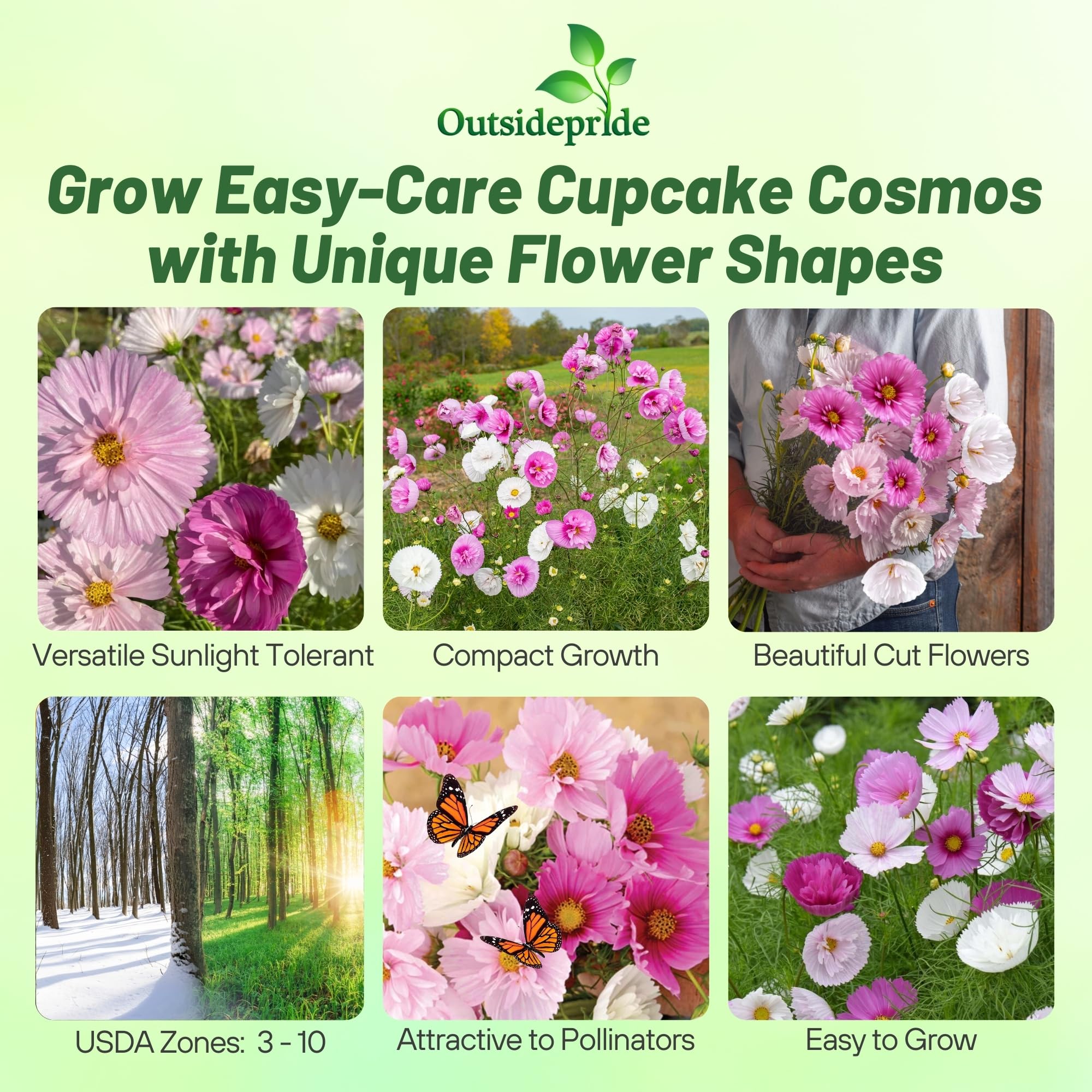 Outsidepride Cupcakes Blush Cosmos blooms above foliage for garden borders
