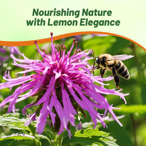 Outsidepride cut-flower bee balm for indoor arrangements.