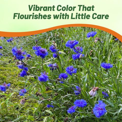 Outsidepride cut flower bouquet ideas with blue cornflowers.
