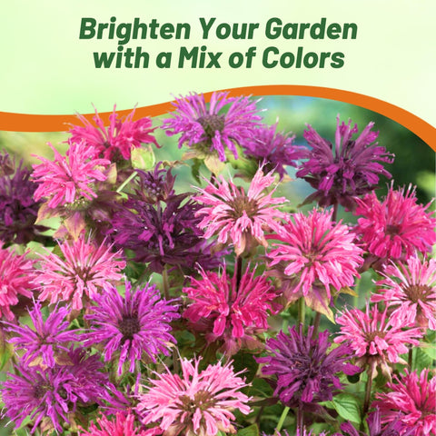 Outsidepride Cut flowers from bee balm provide long-lasting indoor arrangements.