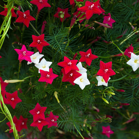 Outsidepride Cypress Vine offers colorful blooms to brighten outdoor spaces