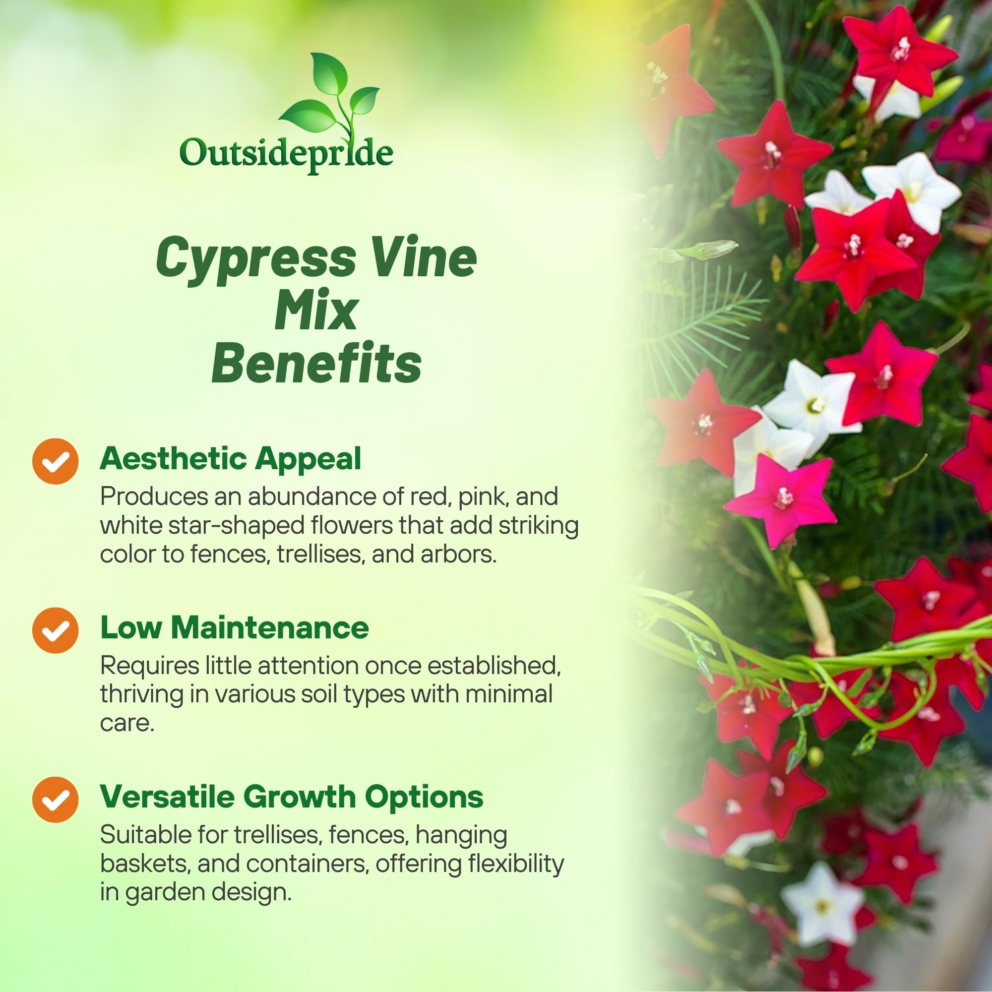 Outsidepride Cypress Vine feathery foliage adds texture to sunny borders