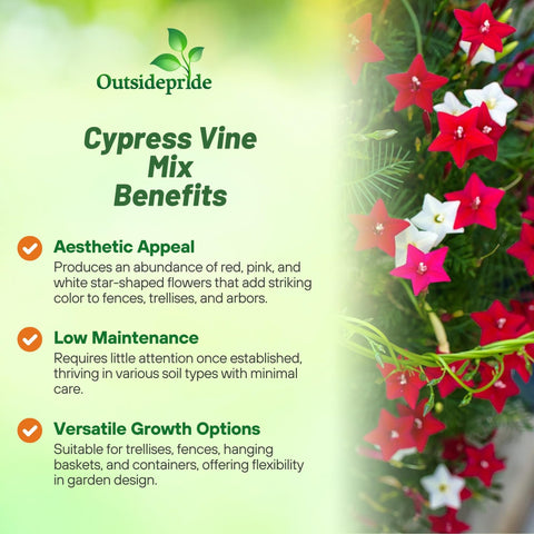 Outsidepride Cypress Vine feathery foliage adds texture to sunny borders