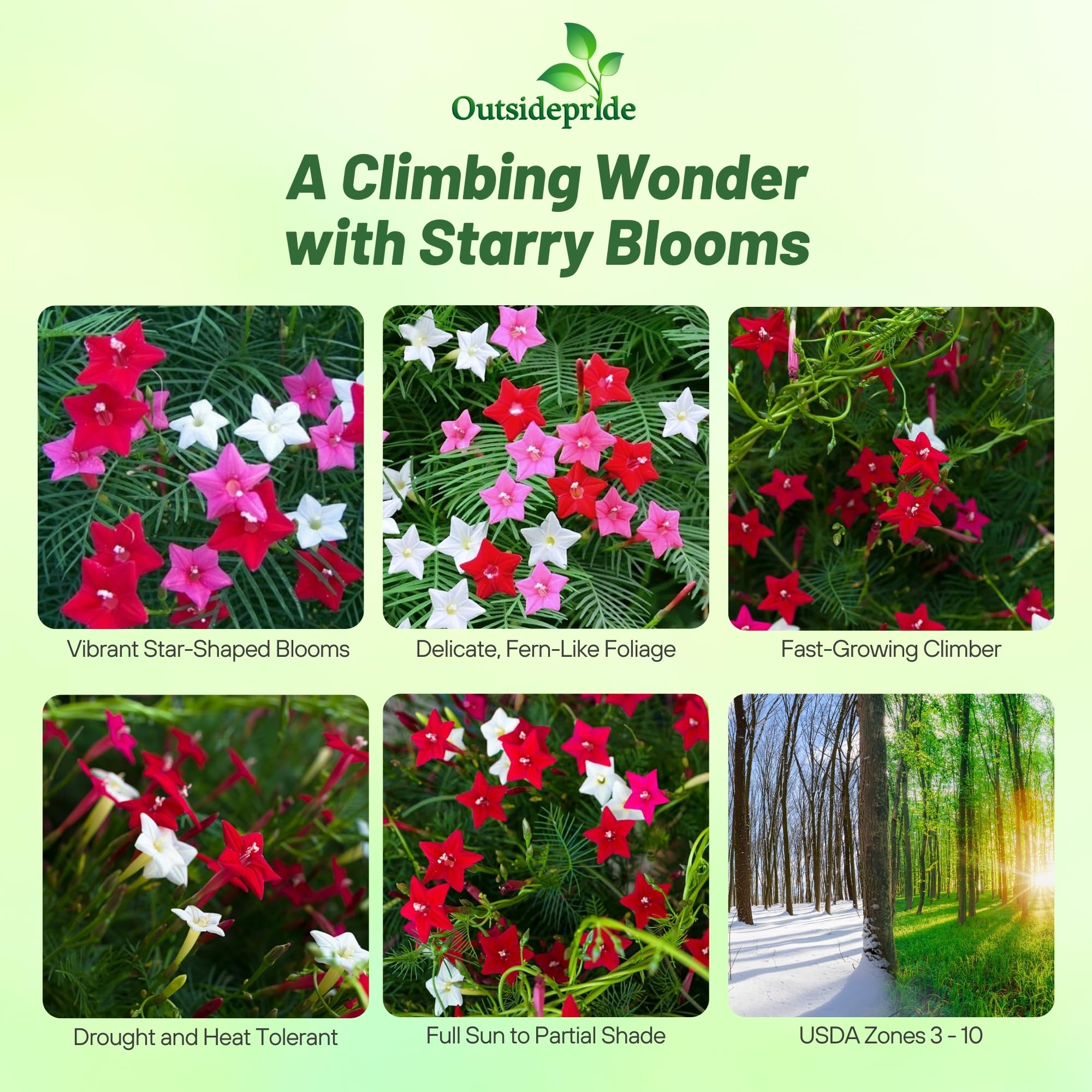Outsidepride Cypress Vine star flowers attract hummingbirds in a garden setting