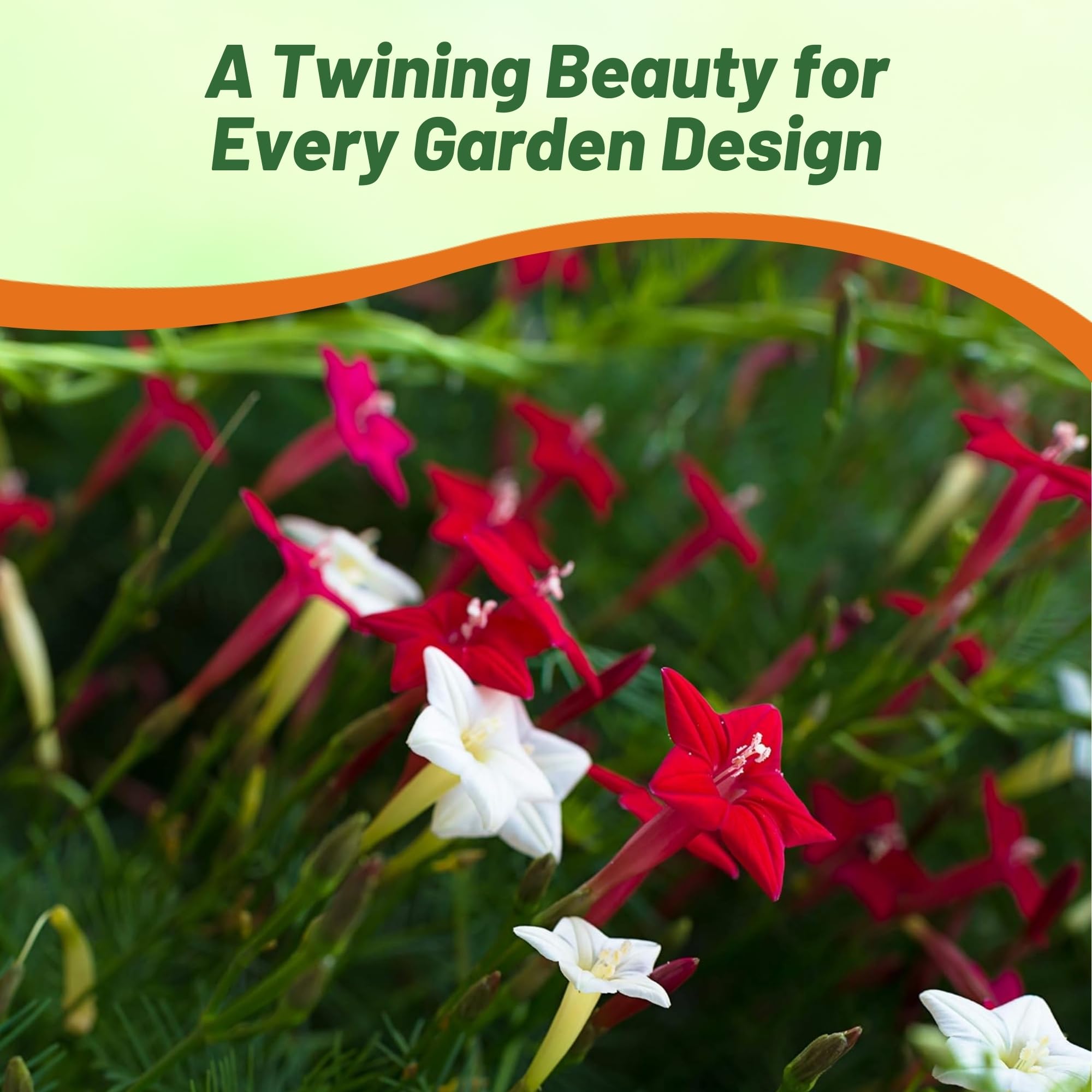 Outsidepride Cypress Vine adapts from sun to partial shade in many climates
