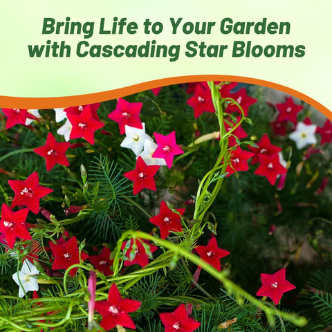 Outsidepride Cypress Vine climbs a trellis for a striking vertical display