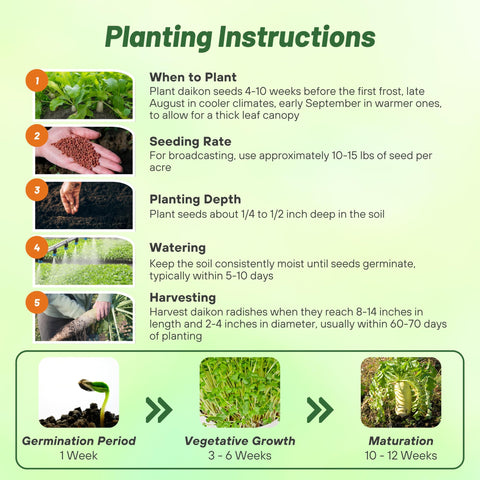 Outsidepride daikon radish seeds promote nutrient recycling through robust taproots in the soil.