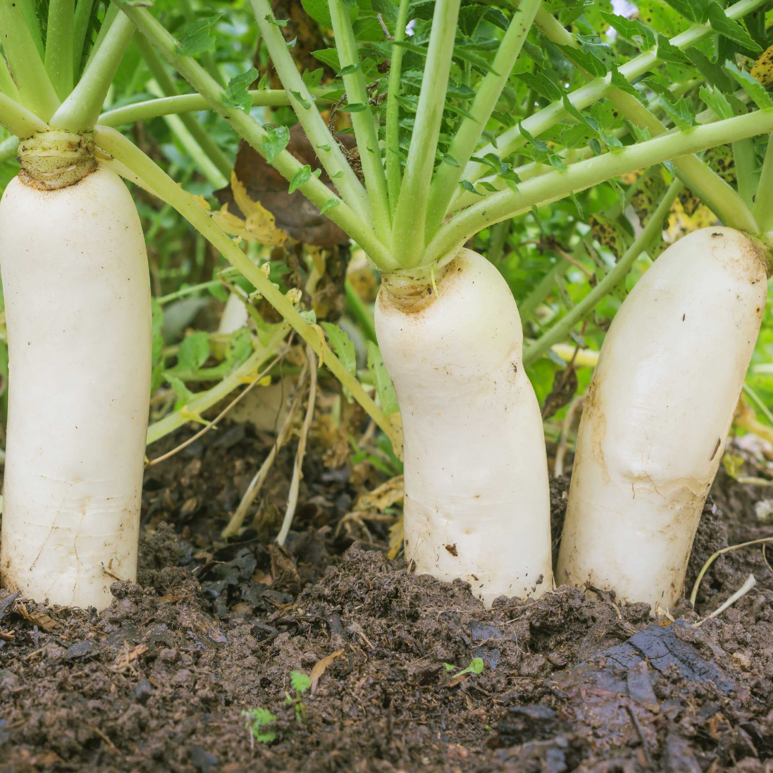 Outsidepride daikon radish seeds are easy to plant with simple seeding guidelines for beginners.