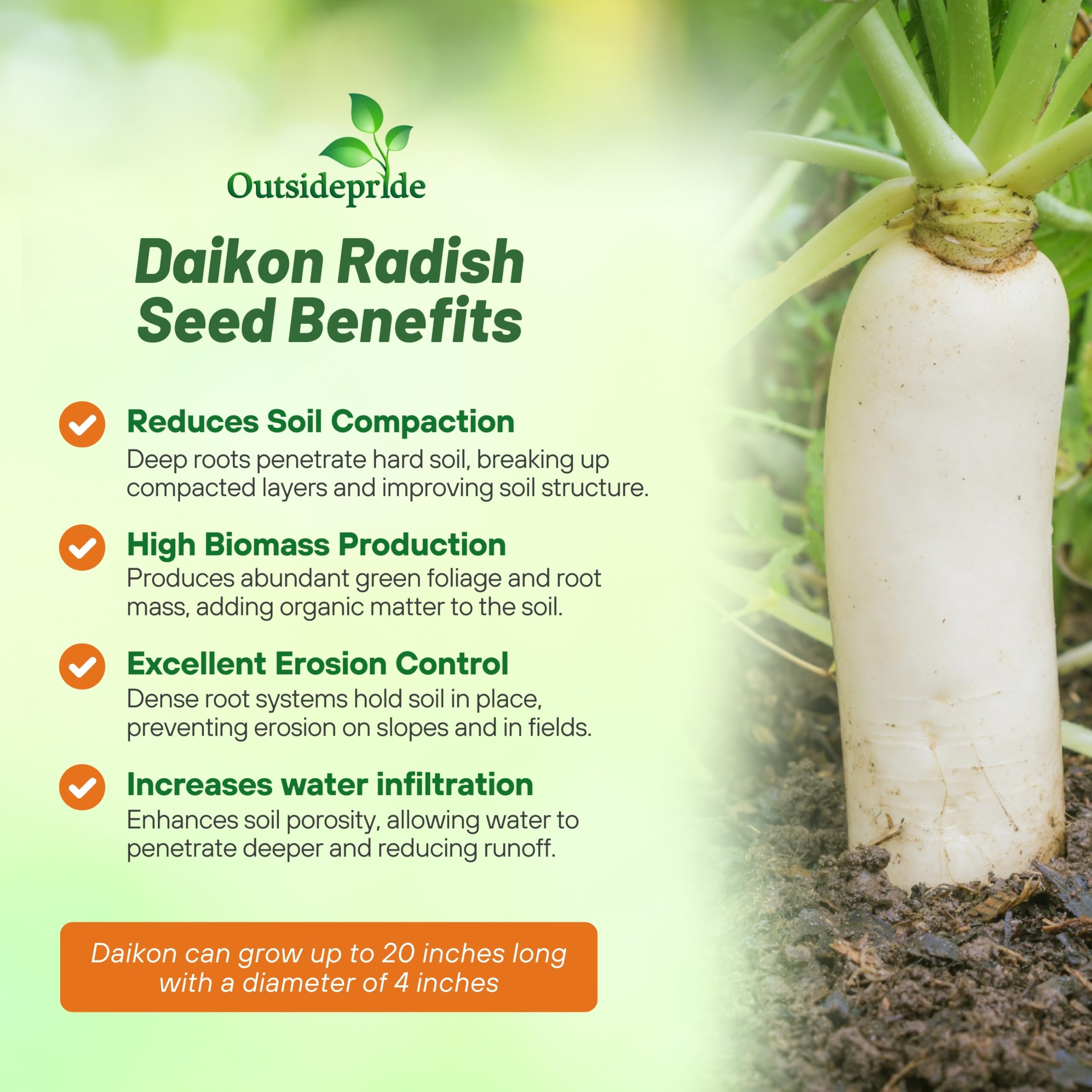 Outsidepride daikon radish seeds create dense foliage that helps suppress weeds in the bed.