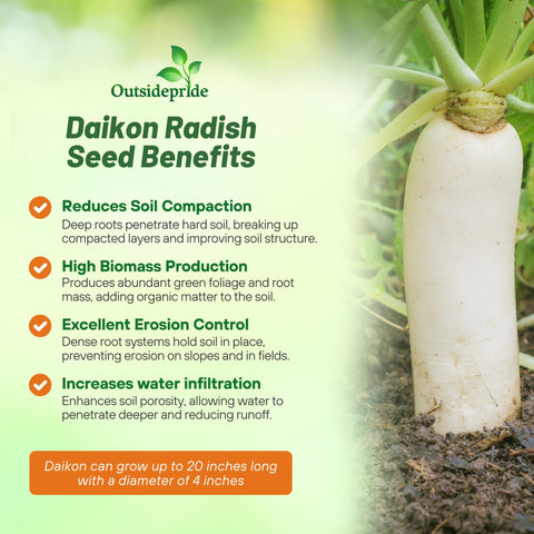 Outsidepride daikon radish seeds create dense foliage that helps suppress weeds in the bed.