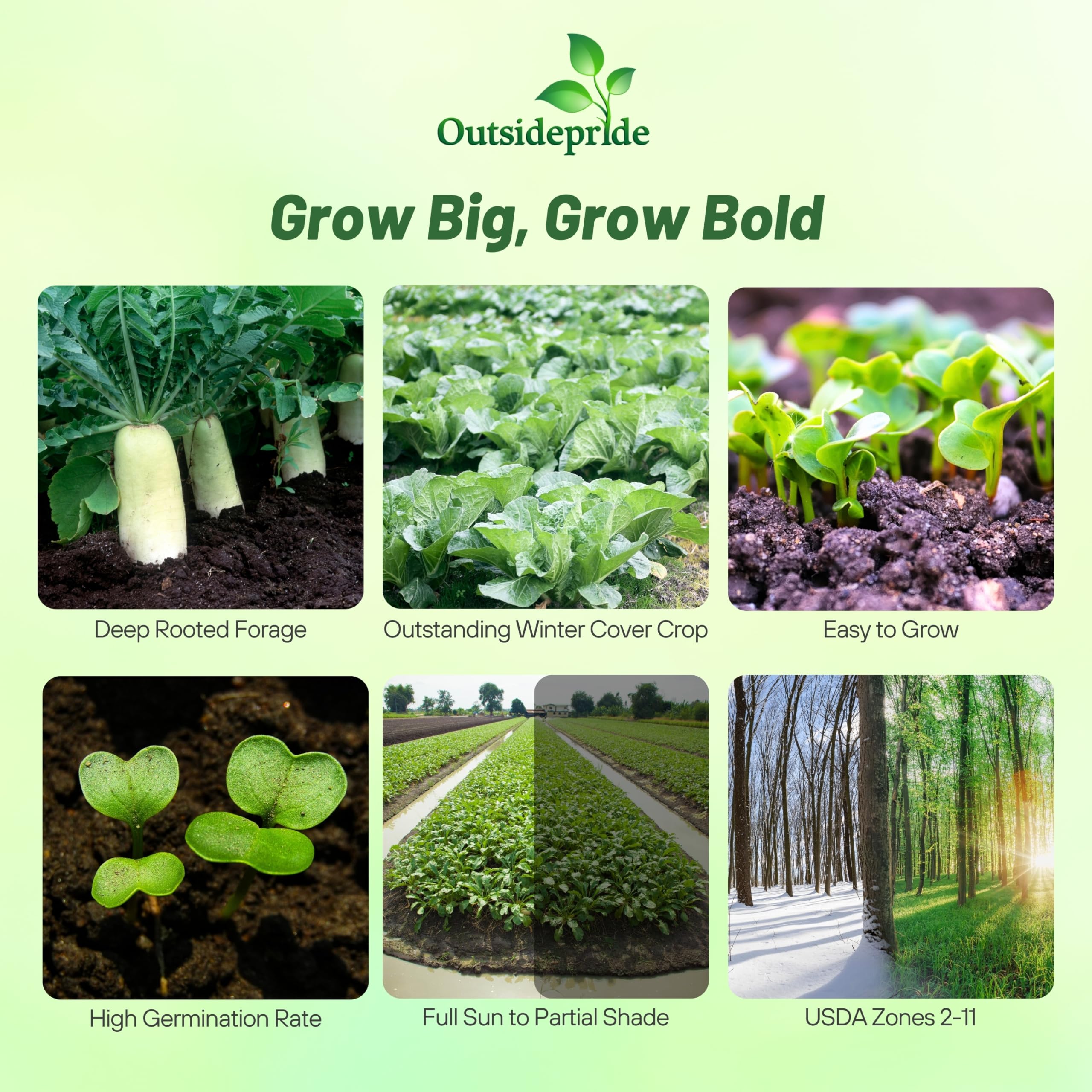 Outsidepride daikon radish seeds form a winter cover crop for erosion control and soil protection.