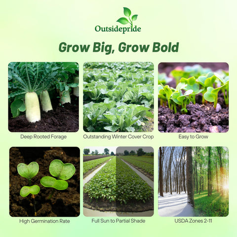 Outsidepride daikon radish seeds form a winter cover crop for erosion control and soil protection.
