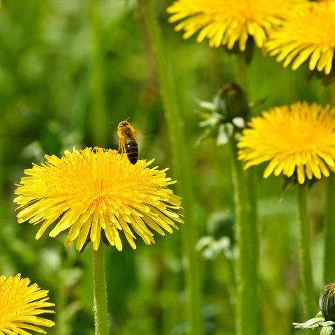 Outsidepride dandelion roots can be roasted for a caffeine-free beverage.