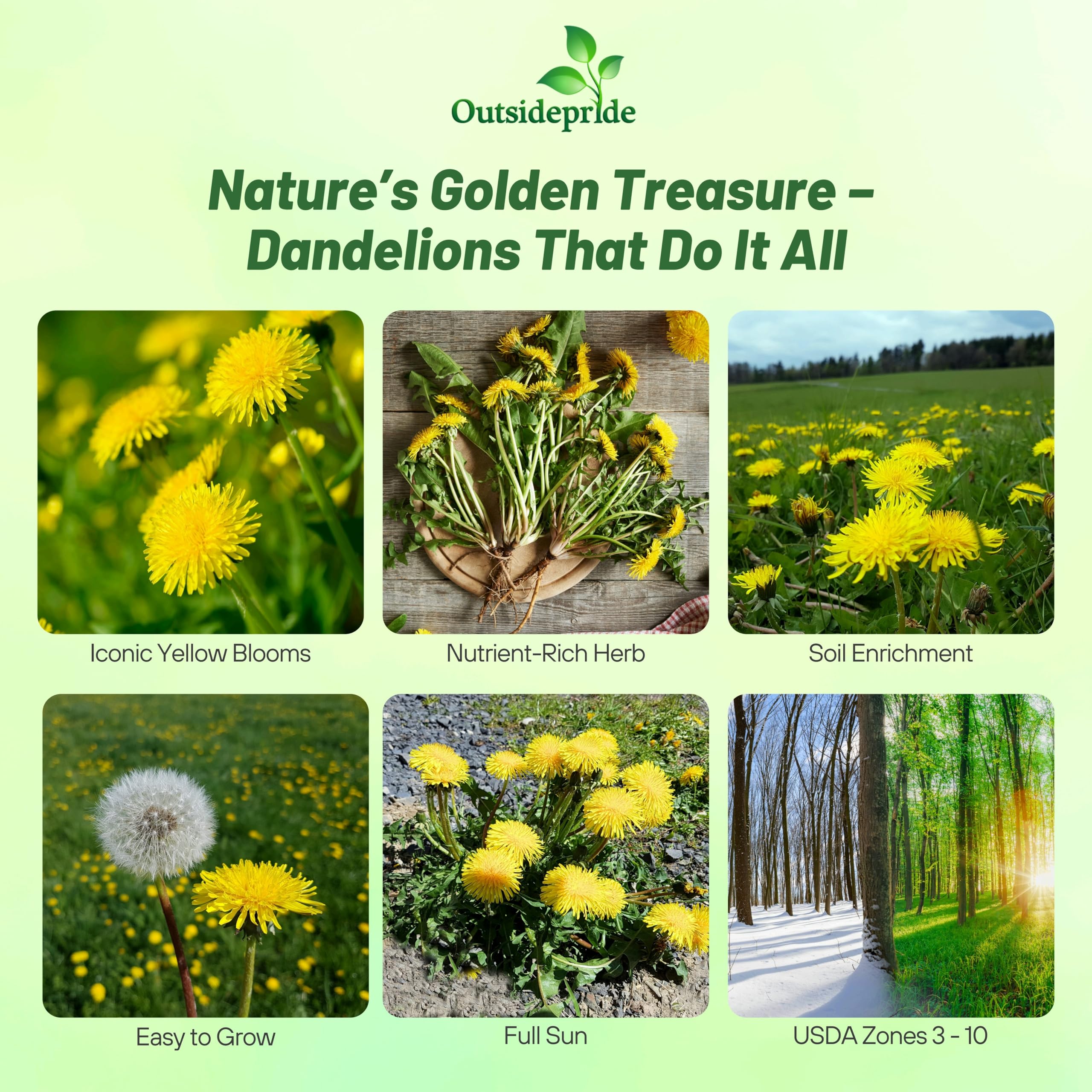 Outsidepride dandelion seeds 10,000 count ideal for long-term perennial planting.