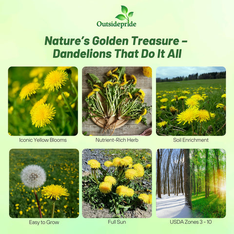 Outsidepride dandelion seeds garden bed with robust growth and drought tolerance
