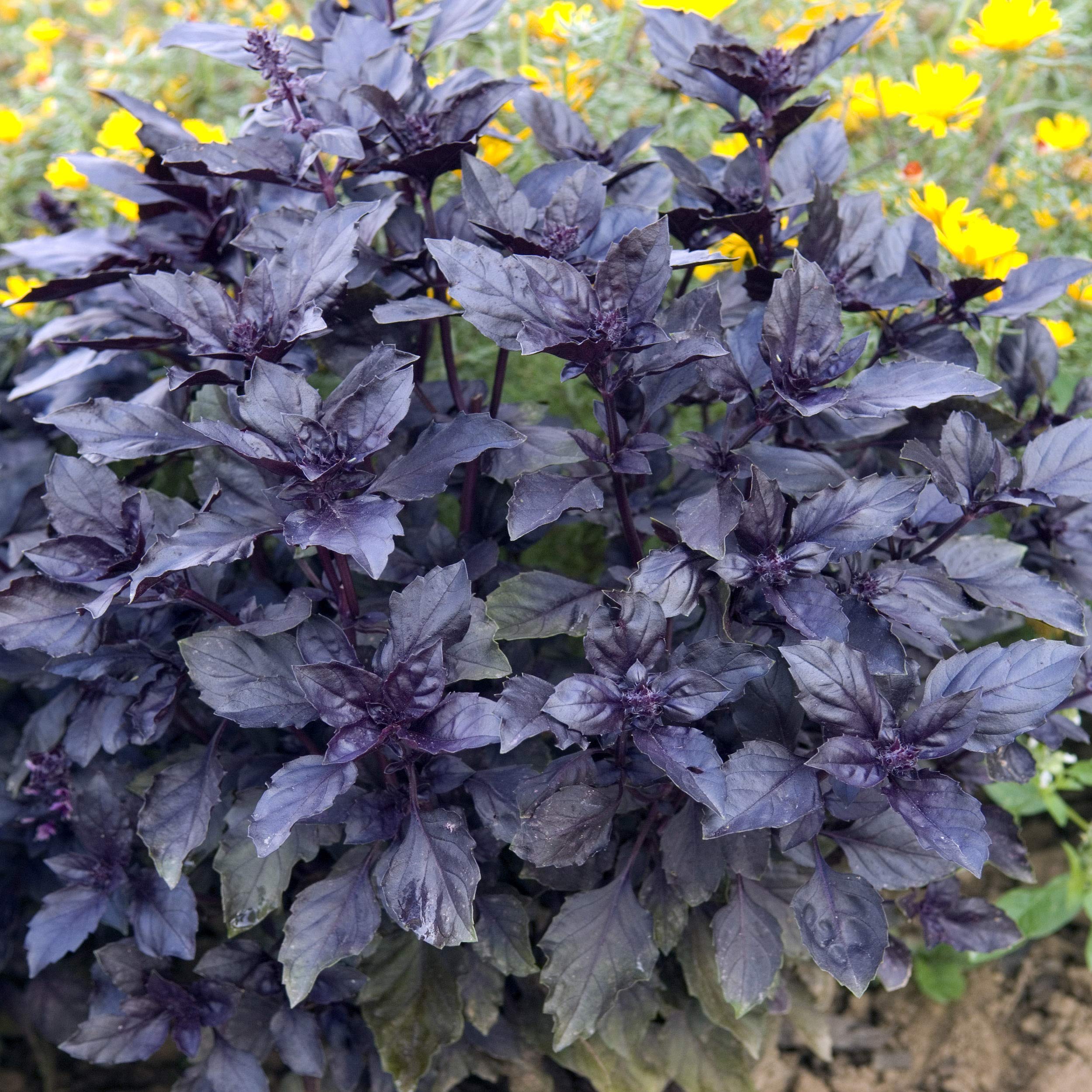Outsidepride Dark Opal Basil border plant adding color and scent