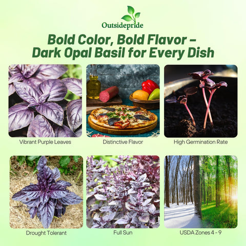 Outsidepride Dark Opal Basil growing in a container for compact herb space