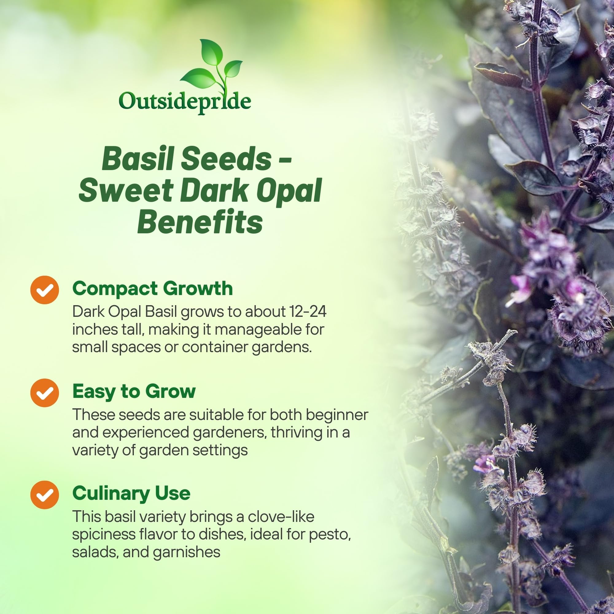 Outsidepride Dark Opal Basil thriving in a garden bed with lush foliage