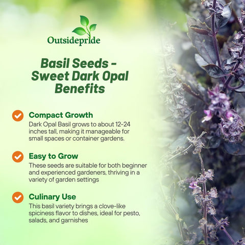 Outsidepride Dark Opal Basil thriving in a garden bed with lush foliage