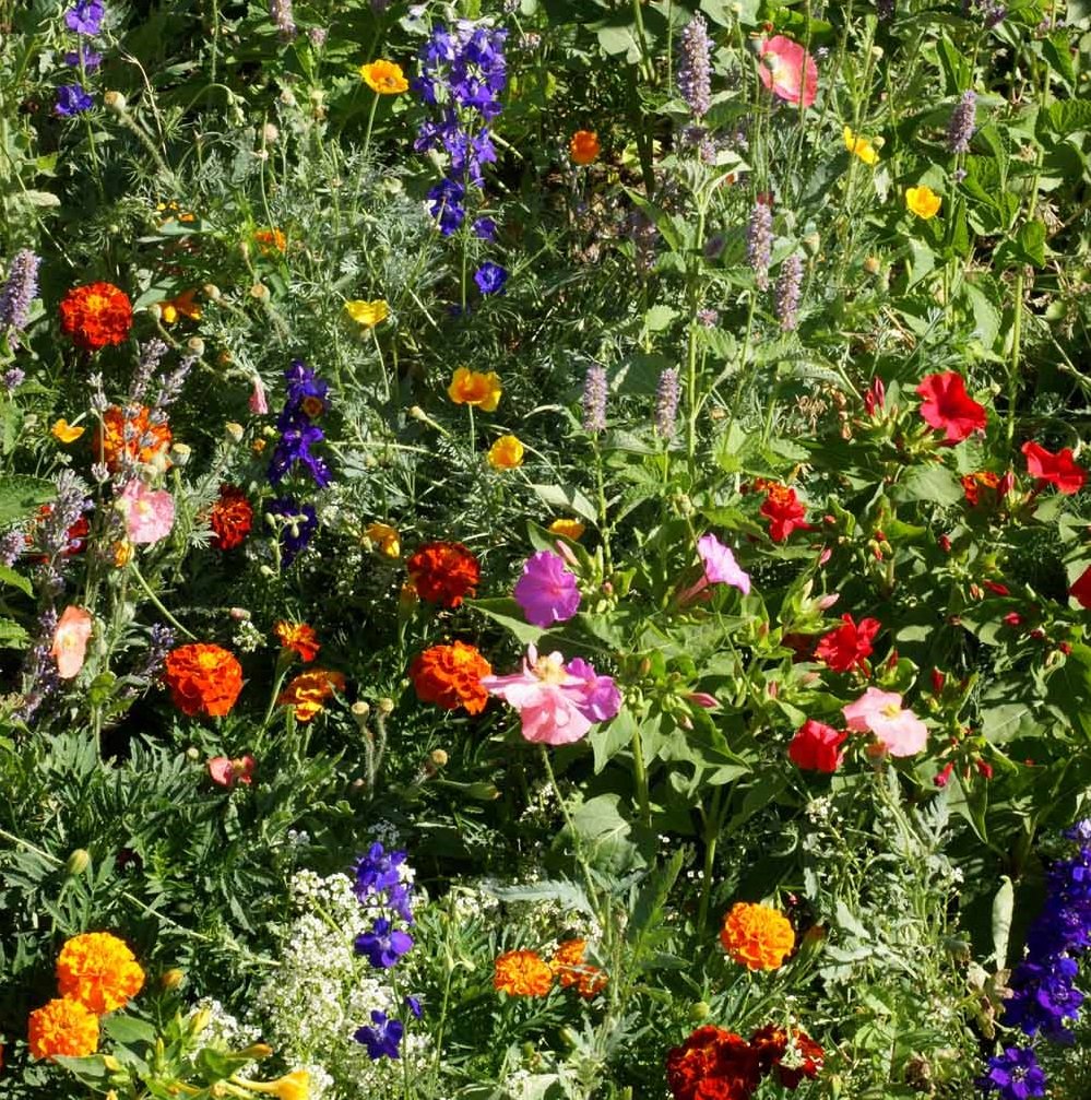 Outsidepride deer-proof wildflower mix with easy sowing and long blooms